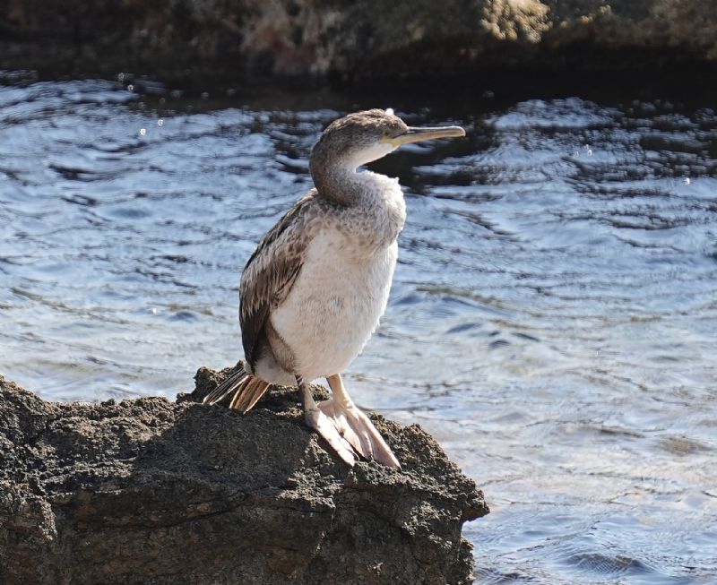 Cormorani...lasciati soli...