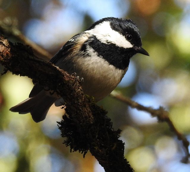 cincia mora (Periparus ater)