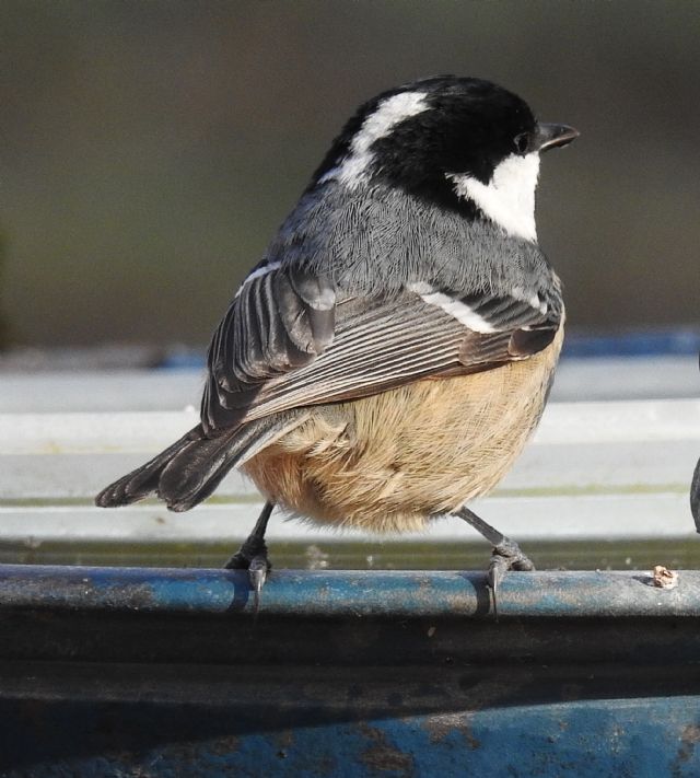 cincia mora (Periparus ater)