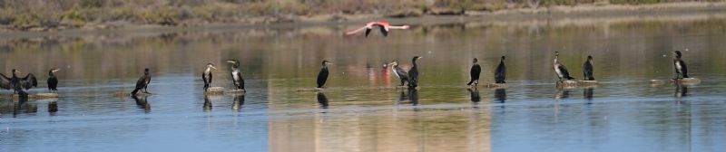 Cormorani...lasciati soli...