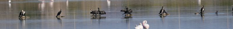 Cormorani...lasciati soli...
