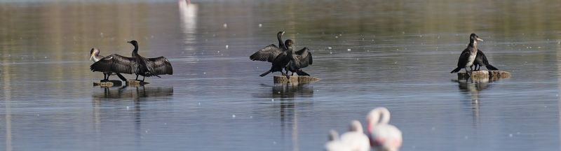 Cormorani...lasciati soli...