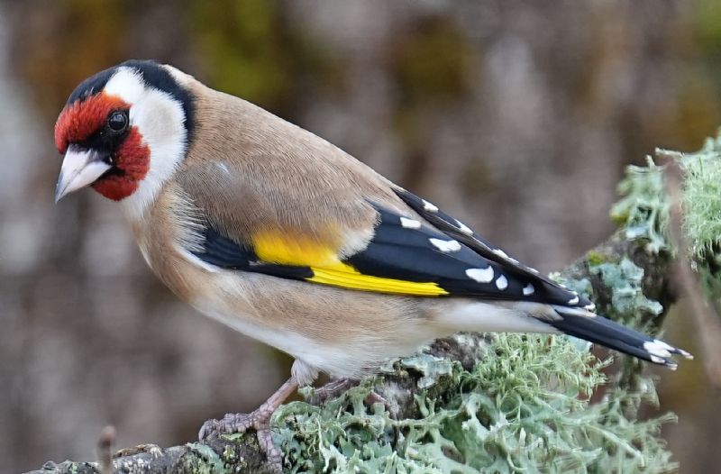 Cardellino (Carduelis carduelis)