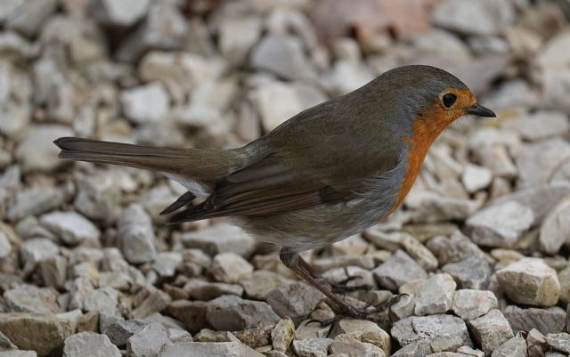 Pettirosso (Erithacus rubecula)