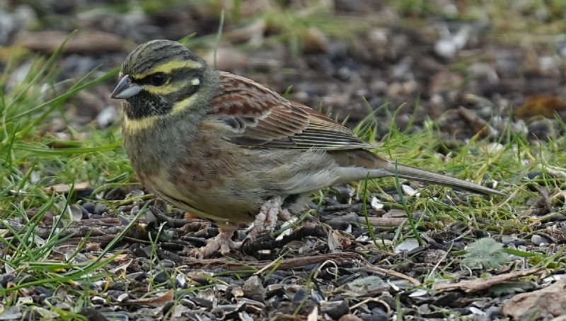 Zigolo nero (Emberiza cirlus)