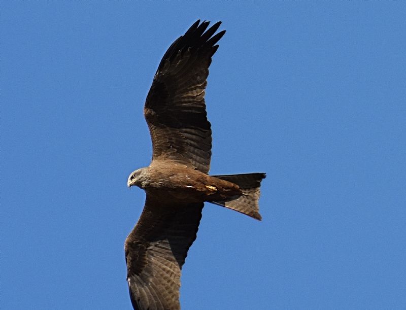 Nibbio bruno (Milvus migrans)