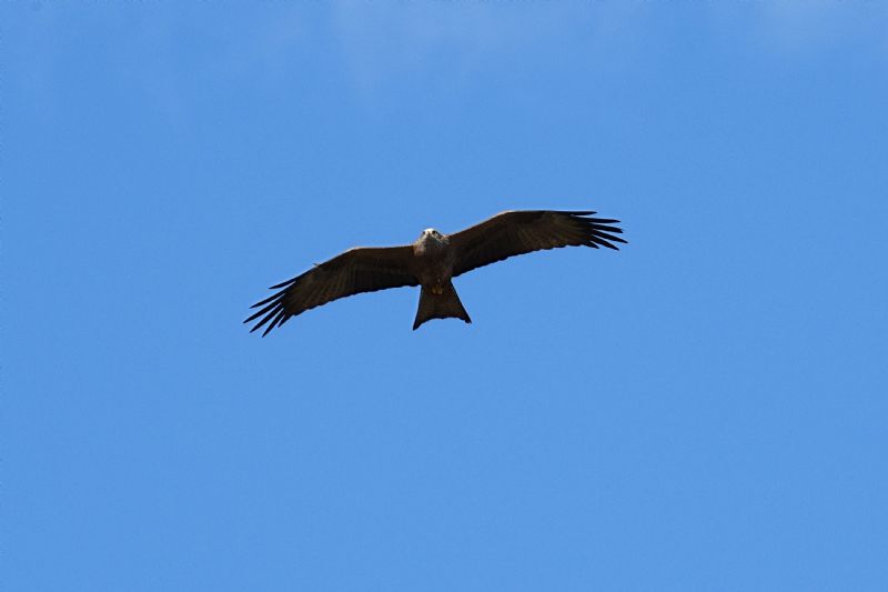 Nibbio bruno (Milvus migrans)