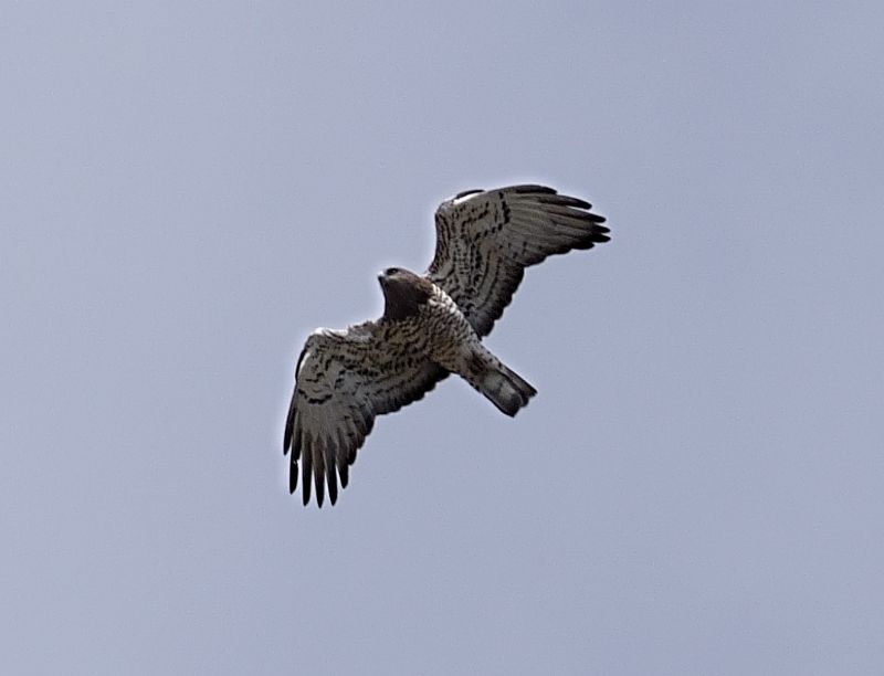 Biancone (Circaetus gallicus)