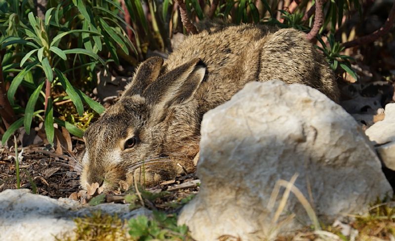 Lepre in giardino