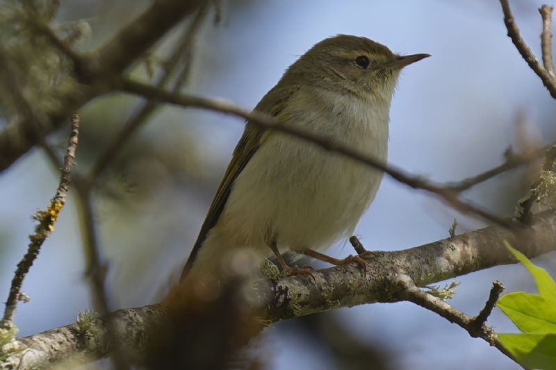 Lu� bianco (Phylloscopus bonelli)