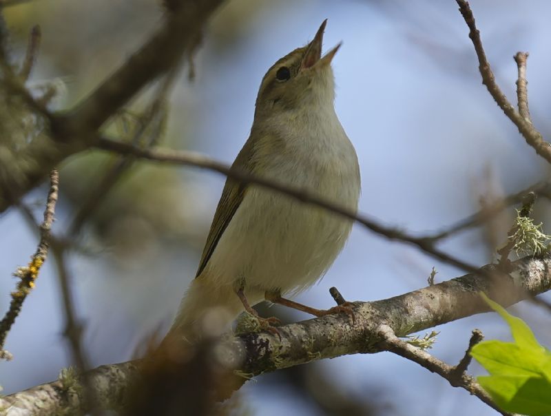 Lu� bianco (Phylloscopus bonelli)