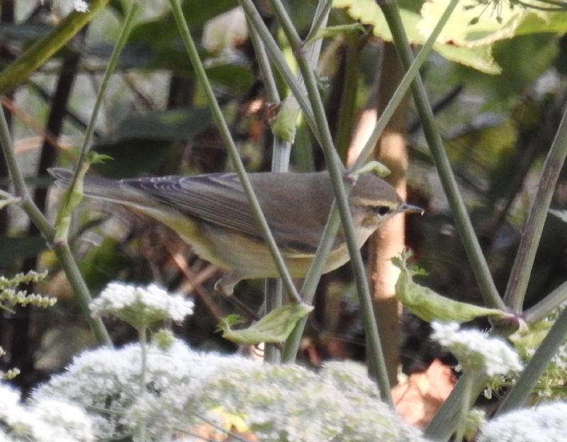 ID uccellino