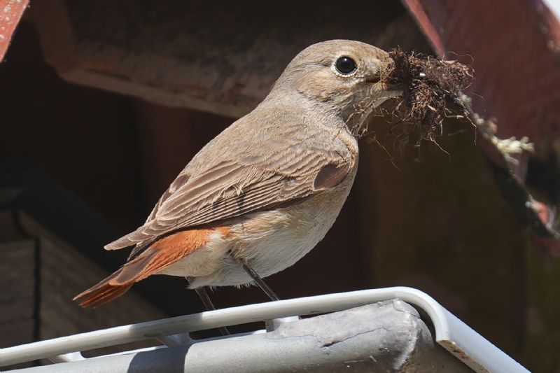 Codirosso comune (Phoenicurus phoenicurus)