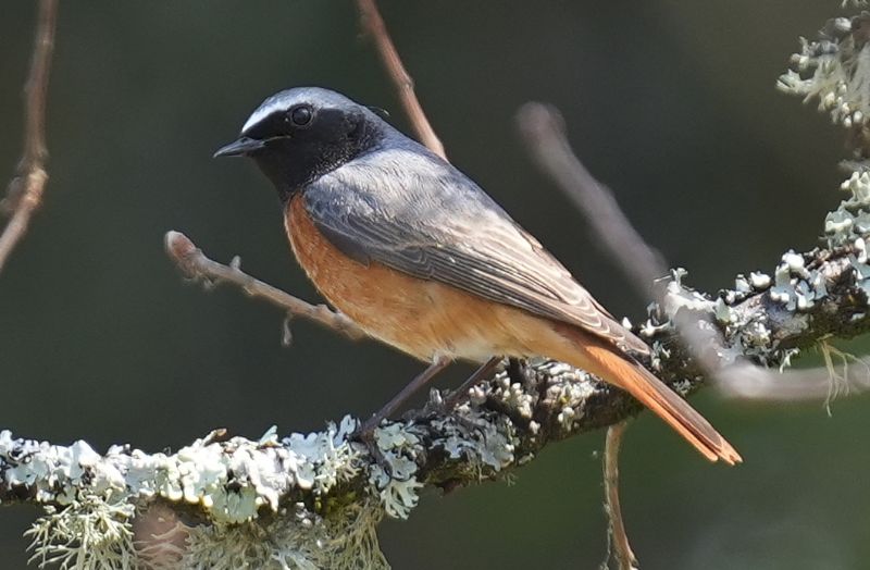 Codirosso comune (Phoenicurus phoenicurus)