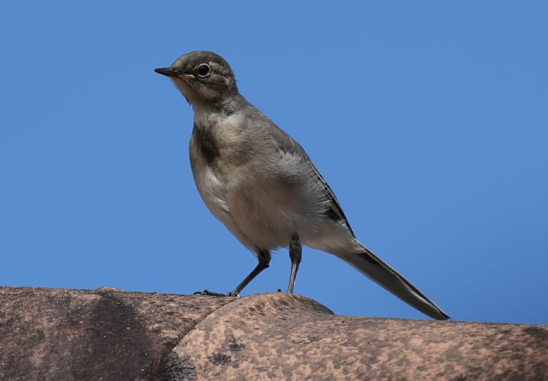 Ballerina bianca (Motacilla alba) - Juvenile