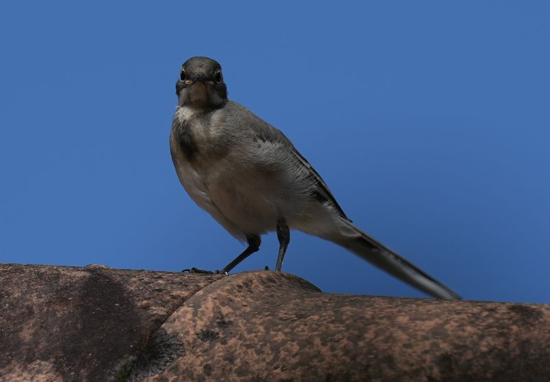 Ballerina bianca (Motacilla alba) - Juvenile