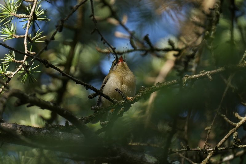 Fiorrancino (Regulus ignicapilla) - Juvenile