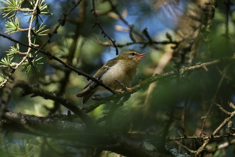 Fiorrancino (Regulus ignicapilla) - Juvenile