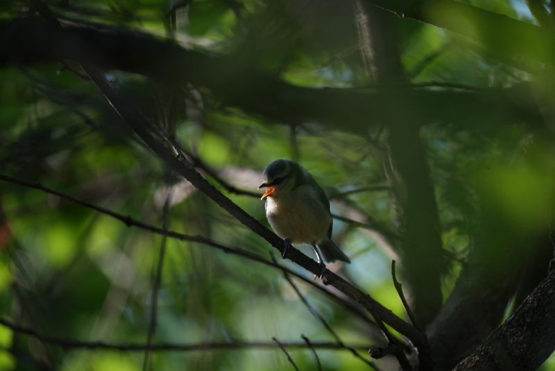 Cinciarella (Cyanistes caeruleus) - juvenile