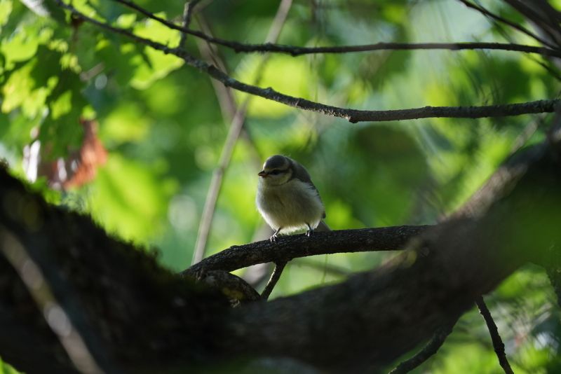 Cinciarella (Cyanistes caeruleus) - juvenile