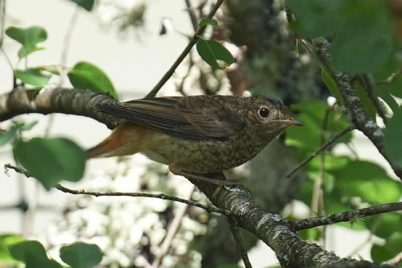 Codirosso comune (Phoenicurus phoenicurus) - juvenile