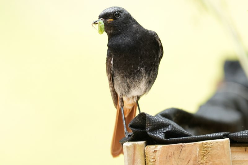 Nido - codirosso spazzacamino