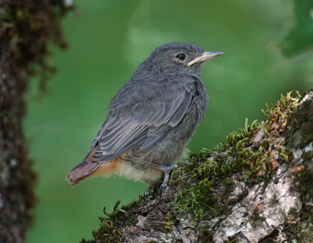 Nido - codirosso spazzacamino