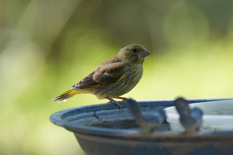 Verdone comune (Chloris chloris) - giovane