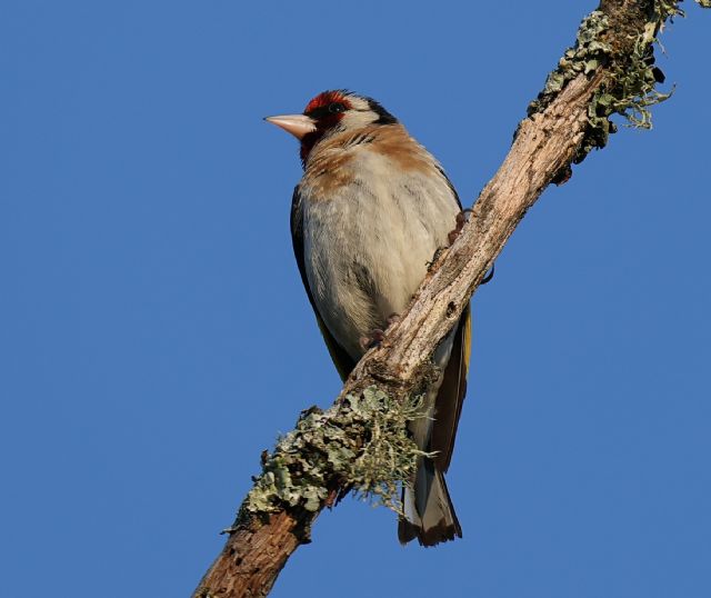 Chloris chloris (verdone comune) ?