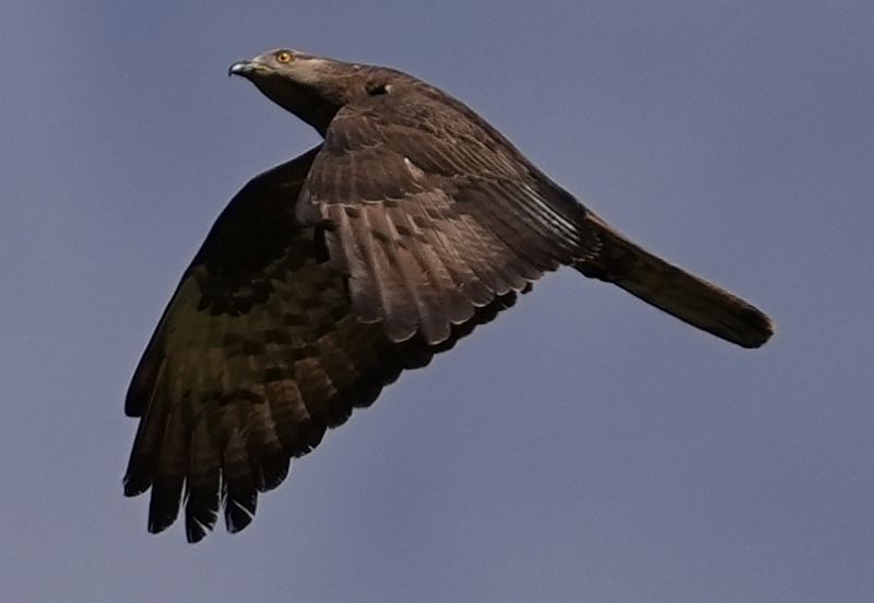 Falco pecchiaiolo (Pernis apivorus )