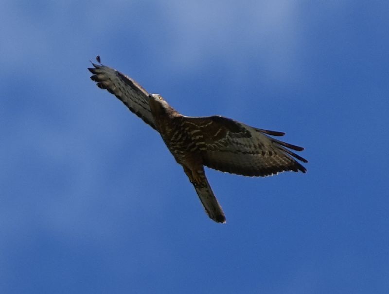 Falco pecchiaiolo (Pernis apivorus )
