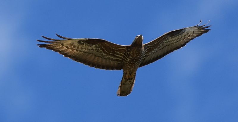 Falco pecchiaiolo (Pernis apivorus )