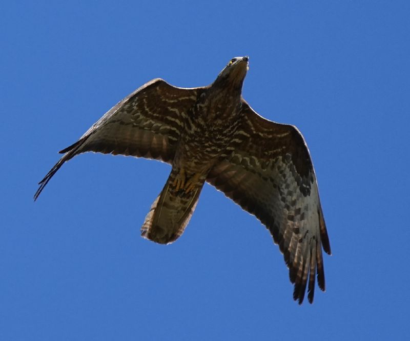 Falco pecchiaiolo (Pernis apivorus )