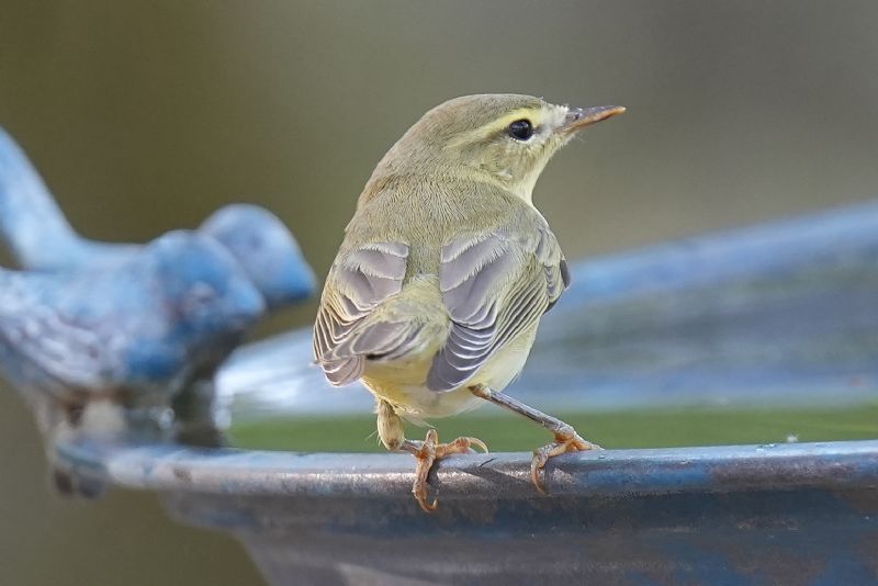 Lu� grosso (Phylloscopus trochilus)