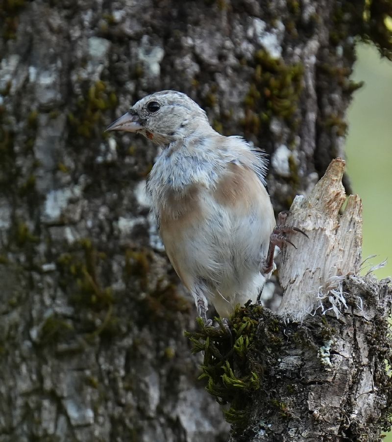 Cardellino (Carduelis carduelis)