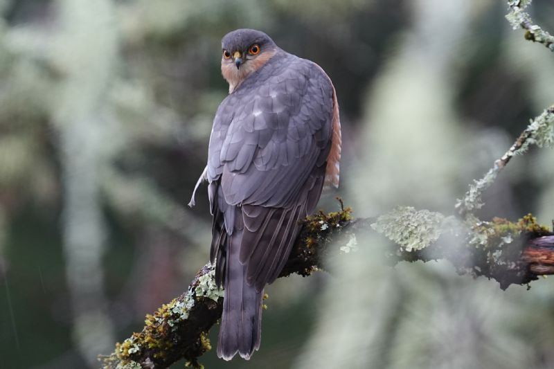 Sparviero (Accipiter nisus)
