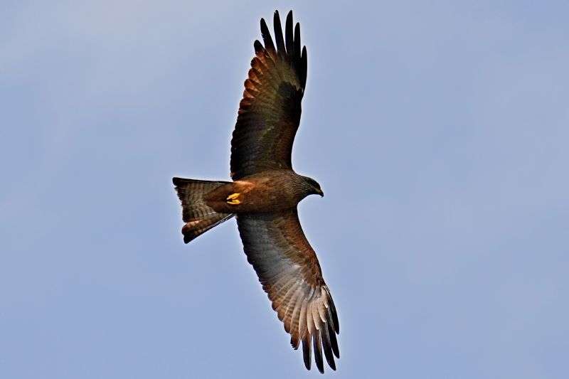 Nibbio bruno (Milvus migrans)