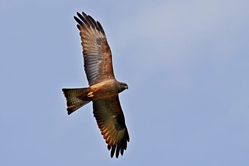 Nibbio bruno (Milvus migrans)