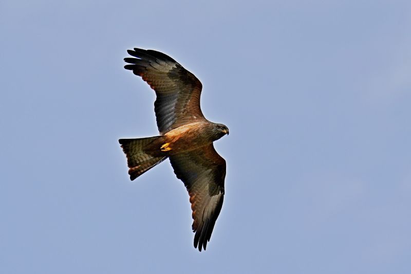 Nibbio bruno (Milvus migrans)