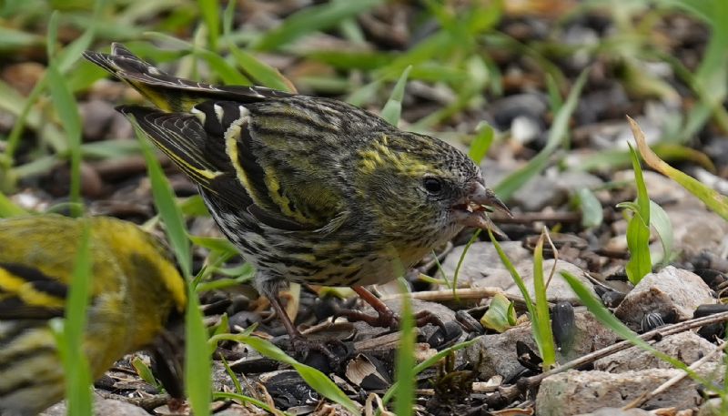 Lucherino (Spinus spinus)