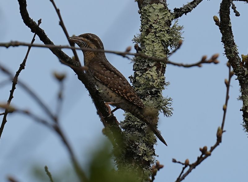 Torcicollo (Jynx torquilla)