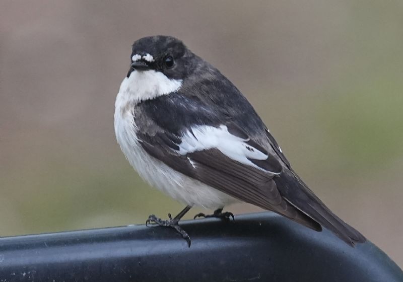 Balia nera (Ficedula hypoleuca)