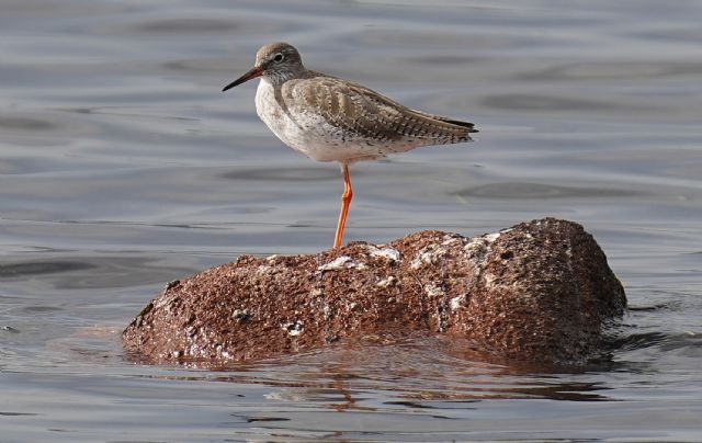 totano moro (Tringa erythropus) ?