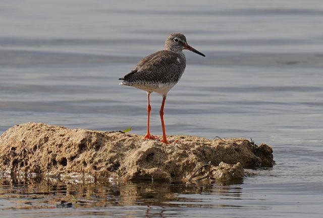 totano moro (Tringa erythropus) ?