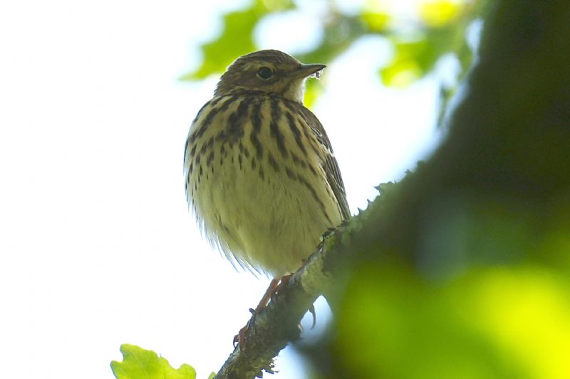 ID uccellino