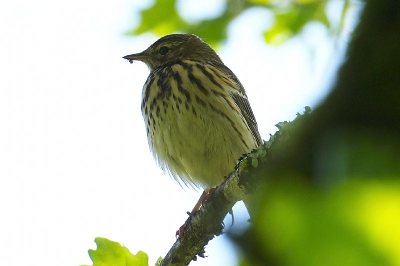 ID uccellino