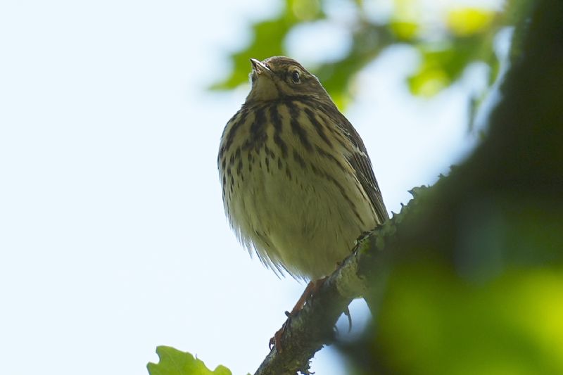 ID uccellino