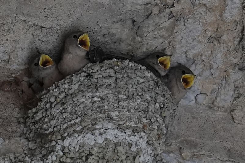 Rondine montana (Ptyonoprogne rupestris)