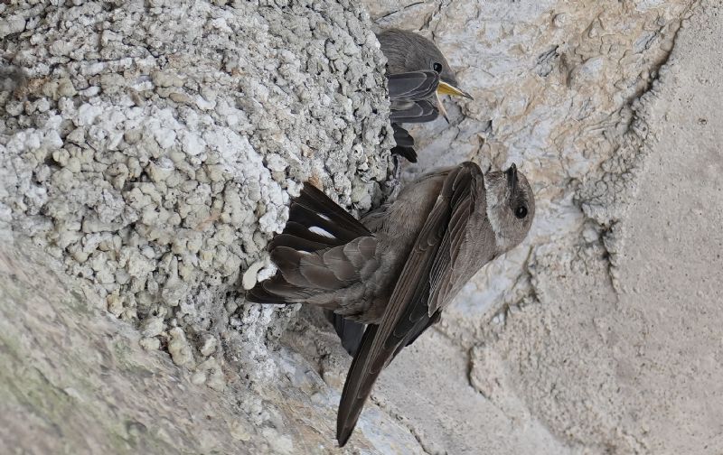 Rondine montana (Ptyonoprogne rupestris)