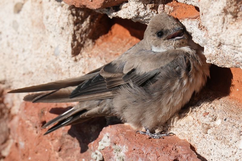 Rondine montana (Ptyonoprogne rupestris)